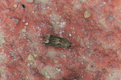 Epiblema sugii
