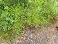Centella virgata virgata