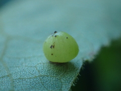 Caryomyia deflexipili