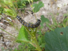 Pyrrhia exprimens