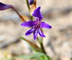 Sparaxis metelerkampiae