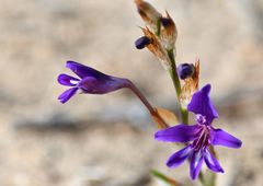 Sparaxis metelerkampiae