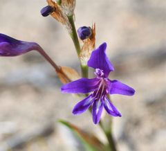 Sparaxis metelerkampiae