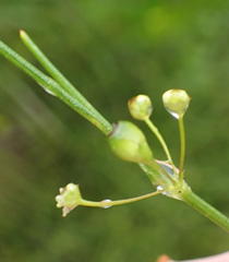 Centella virgata virgata
