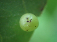 Caryomyia deflexipili