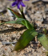 Sparaxis metelerkampiae