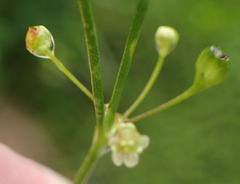 Centella virgata virgata
