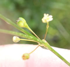 Centella virgata virgata
