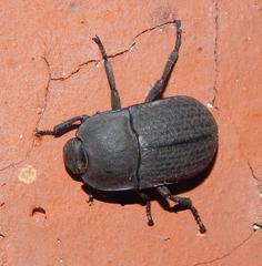 Trigonopus