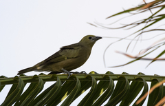 Thraupis palmarum