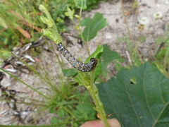 Pyrrhia exprimens