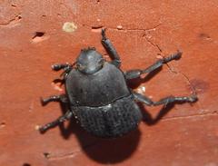 Trigonopus