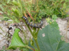 Pyrrhia exprimens