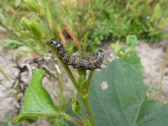 Pyrrhia exprimens