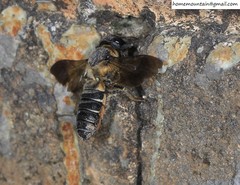 Megachile dinura