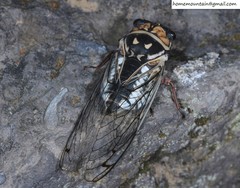 Auritibicen curvatus