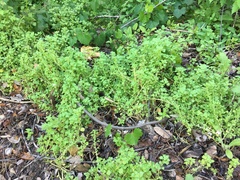Parietaria floridana