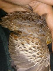 Turnix sylvaticus lepurana