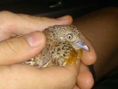 Turnix sylvaticus lepurana