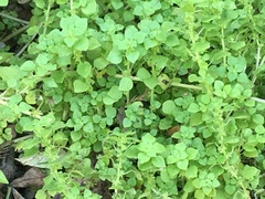 Parietaria floridana