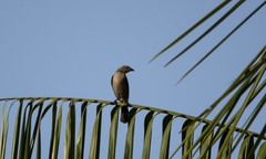 Molothrus bonariensis