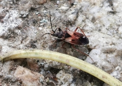 Eremocoris abietis