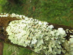 Caliciaceae