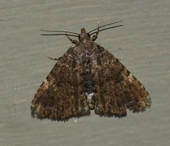 Metalectra miserulata