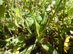 Chlorophytum graminifolium