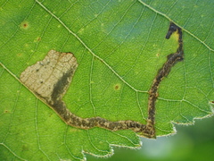 Ectoedemia virgulae