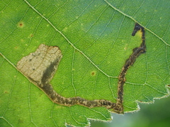 Ectoedemia virgulae