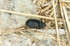 Heterotarsus carinula