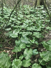 Cardiocrinum