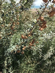 Halimodendron halodendron