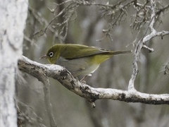 Zosterops lateralis chloronotus