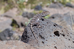 Diplolaemus leopardinus