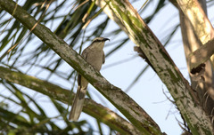 Mimus saturninus