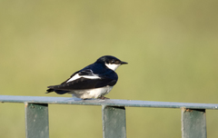 Tachycineta albiventer