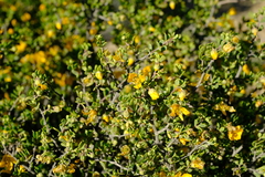 Roepera lichtensteiniana