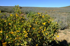 Roepera lichtensteiniana