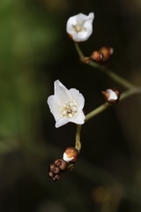 Drosera gigantea