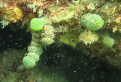 Tydemania expeditionis