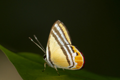 Euselasia eutaea