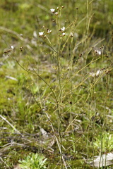 Drosera gigantea