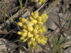 Conostylis aculeata