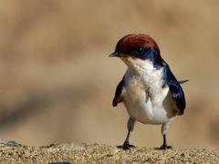 Hirundo smithii smithii