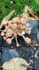 Desarmillaria tabescens