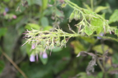 Symphytum asperum