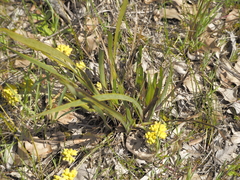 Conostylis aculeata