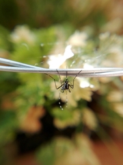 Aedes albopictus